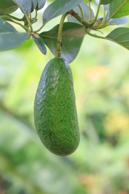 Yakın avokado bir ağaç üzerinde büyüyen