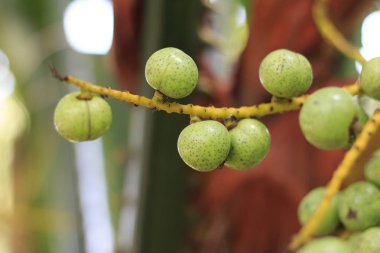 Bir ağaç üzerinde Livistona speciosa