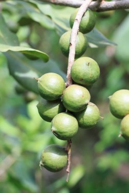 Yeşil macadamia fındık Grubu bir ağaçüzerinde büyümek