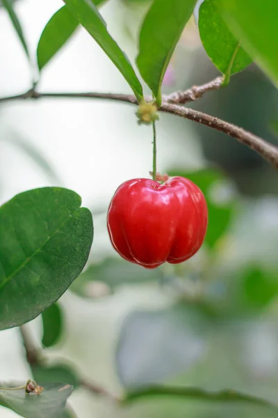 Cerrar una cereza en el árbol con verde jardín borroso como bac — Foto de Stock