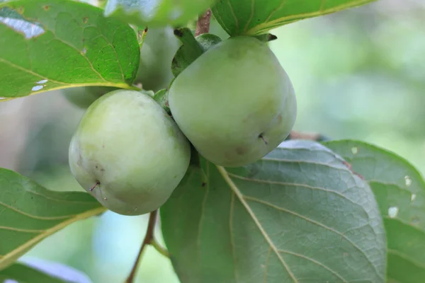 Grüne Kaki wächst auf einem Baum — Stockfoto