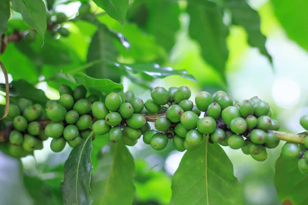 Café verde crescer na árvore — Fotografia de Stock