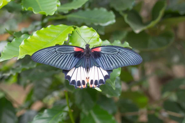 De beaux papillons volent sur le caféier . — Photo