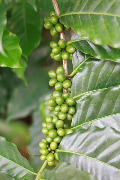 Café verde crescer na árvore — Fotografia de Stock