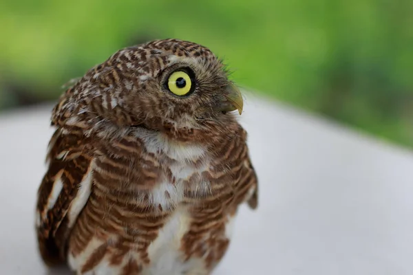 Yakalı owlet — Stok fotoğraf