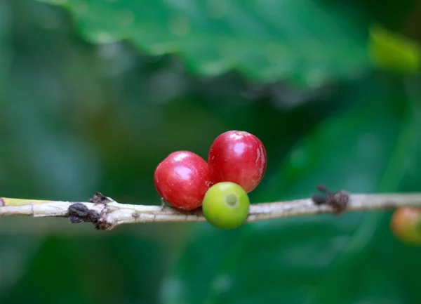 Close up Grãos de café vermelhos na árvore — Fotografia de Stock