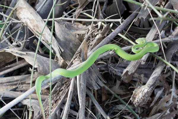 대나무 가지에서 자고있는 녹색 뱀 뱀 — 스톡 사진