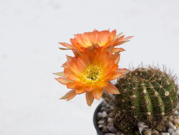 Chiudi Due Fiori Cactus Arancione — Foto Stock