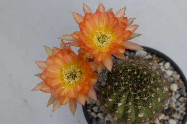 Chiudi Due Fiori Cactus Arancione — Foto Stock