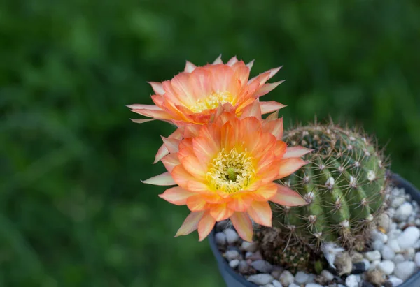 Chiudi Due Fiori Cactus Arancione — Foto Stock