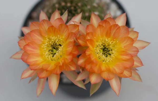 Chiudi Due Fiori Cactus Arancione — Foto Stock