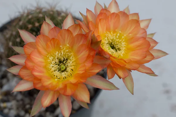 Chiudi Due Fiori Cactus Arancione — Foto Stock