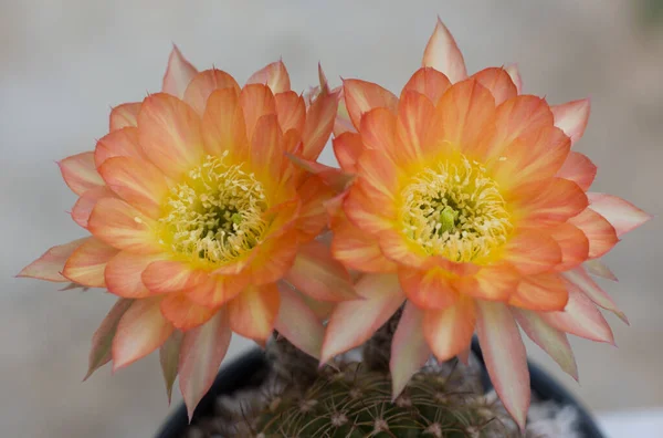 Chiudi Due Fiori Cactus Arancione — Foto Stock