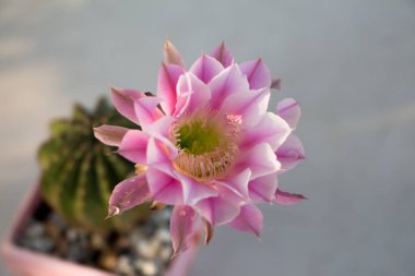 Yeşil arka plandaki Kaktüs pembe çiçeğini kapat