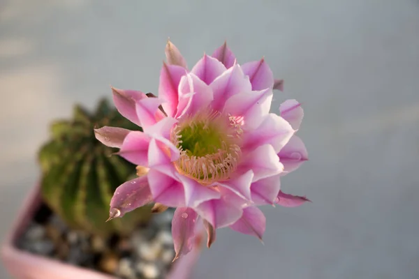 Close Cactus Fiore Rosa Sfondo Verde — Foto Stock