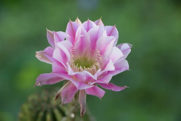 Close Cactus Fiore Rosa Sfondo Verde — Foto Stock