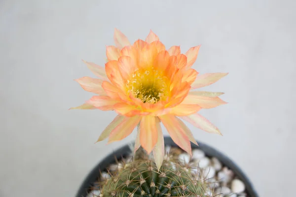 Close Kaktus Orange Blume Auf Eimer — Stockfoto