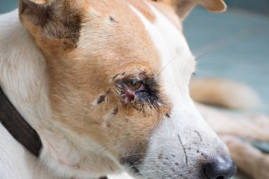 Köpek göz yaralarını kapatın.