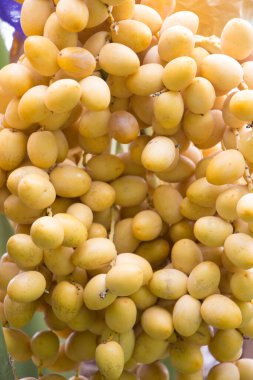 Ağaçta Barhee hurma ağacı