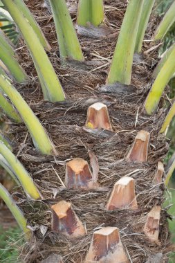 Ağaçta Barhee hurma ağacı