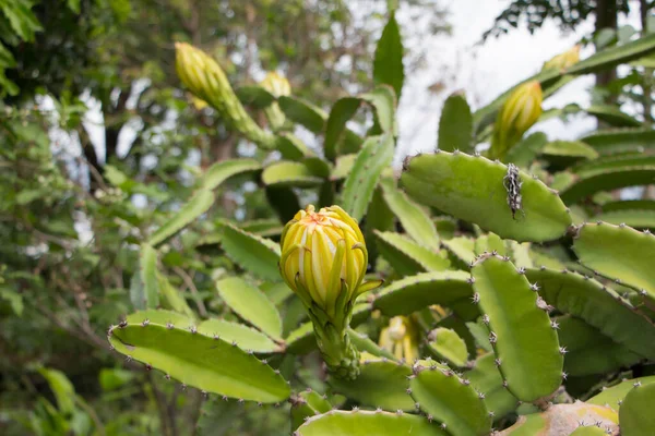 Close Flowers Dragon Fruit — Stock Photo, Image