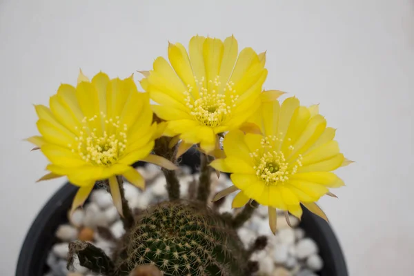 Chiudi Five Yellow Cactus Una Pentola Plastica — Foto Stock