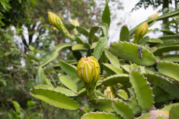 Close Flowers Dragon Fruit — Stock Photo, Image