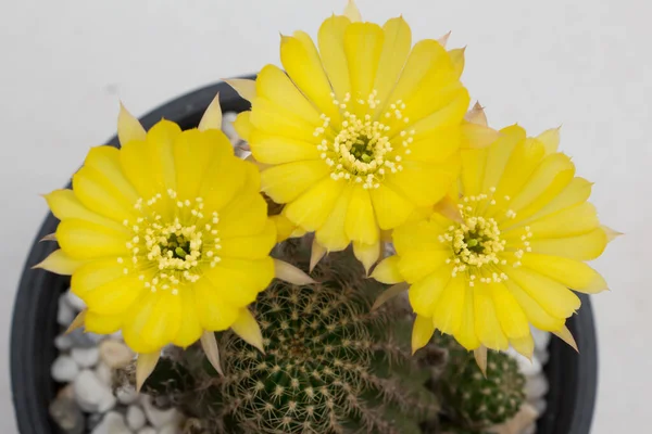 Chiudi Five Yellow Cactus Una Pentola Plastica — Foto Stock