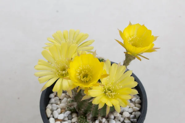 Chiudi Five Yellow Cactus Una Pentola Plastica — Foto Stock