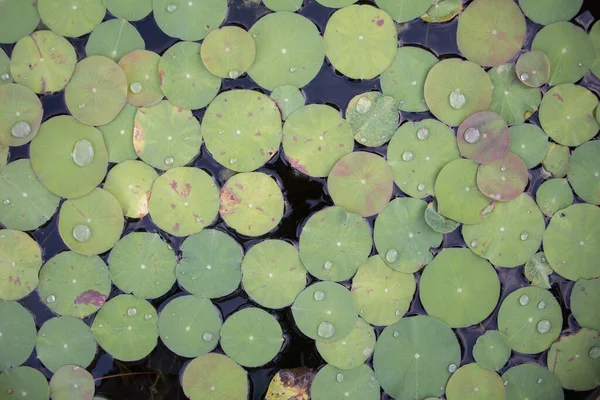 Close Lotus Leaf Cement Basin — Stock Photo, Image