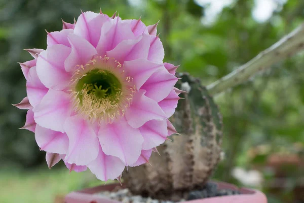 Cactus Fiore Rosa Grande — Foto Stock