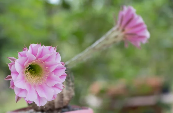 Cactus Fiore Rosa Grande — Foto Stock