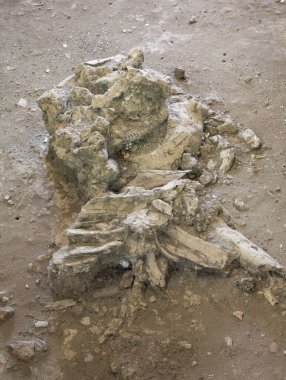 Antik fil iskeleti Si Thep Tarihi Parkı