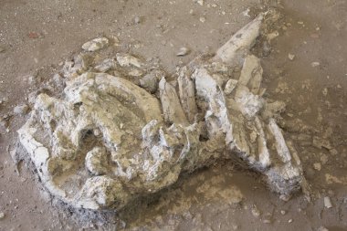 Antik fil iskeleti Si Thep Tarihi Parkı