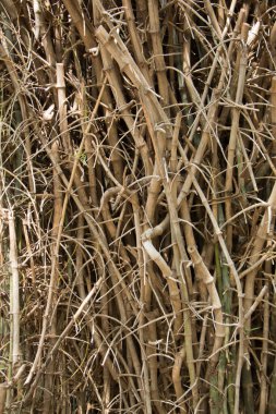 Park geçmişi için ölü Bambu