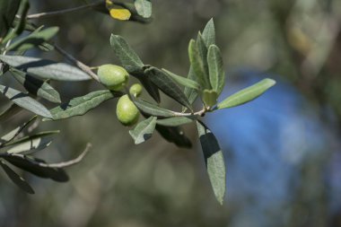 Yeşil zeytin ağacı ile seçici odak üzerinde detay