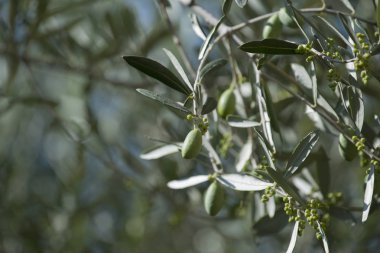 Yeşil zeytin ağacı ile seçici odak üzerinde detay
