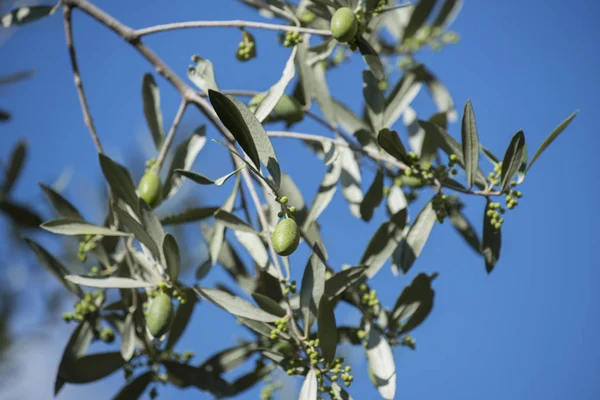 Λεπτομέρεια Από Πράσινες Ελιές Πάνω Στο Δέντρο Επιλεκτική Εστίαση — Φωτογραφία Αρχείου