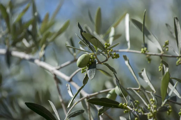 Λεπτομέρεια Από Πράσινες Ελιές Πάνω Στο Δέντρο Επιλεκτική Εστίαση — Φωτογραφία Αρχείου