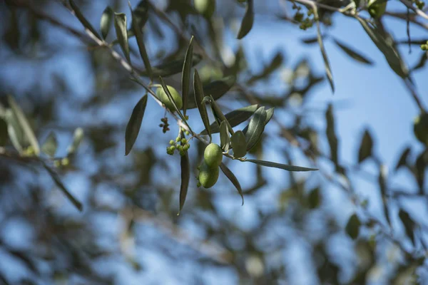 Λεπτομέρεια Από Πράσινες Ελιές Πάνω Στο Δέντρο Επιλεκτική Εστίαση — Φωτογραφία Αρχείου