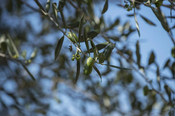 Λεπτομέρεια Από Πράσινες Ελιές Πάνω Στο Δέντρο Επιλεκτική Εστίαση — Φωτογραφία Αρχείου