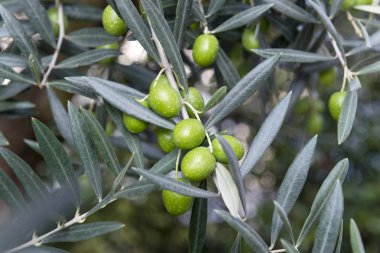 Ayrıntı Garda Gölü yeşil zeytin dalı