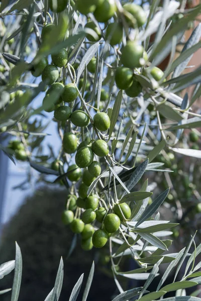 Λεπτομέρεια Από Πράσινες Ελιές Της Λίμνης Γκάρντα Στο Κλάδο — Φωτογραφία Αρχείου