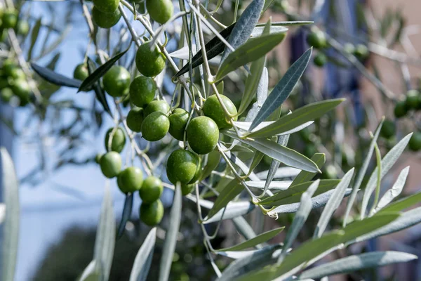 Λεπτομέρεια Από Πράσινες Ελιές Της Λίμνης Γκάρντα Στο Κλάδο — Φωτογραφία Αρχείου