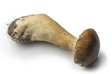 Tek porcini mantar izole üzerinde beyaz arka plan temizlenmiş değil