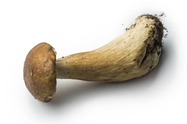 Tek porcini mantar izole üzerinde beyaz arka plan temizlenmiş değil