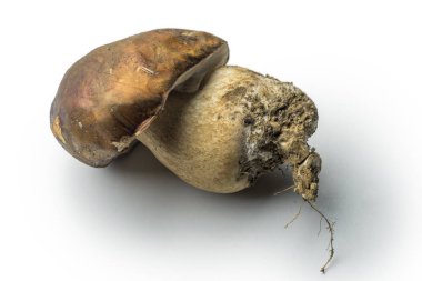 Tek porcini mantar izole üzerinde beyaz arka plan temizlenmiş değil