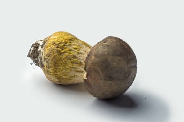 Tek porcini mantar izole üzerinde beyaz arka plan temizlenmiş değil