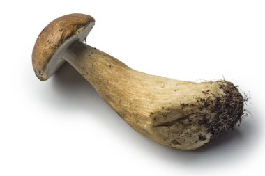 Tek porcini mantar izole üzerinde beyaz arka plan temizlenmiş değil