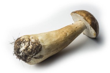 Tek porcini mantar izole üzerinde beyaz arka plan temizlenmiş değil